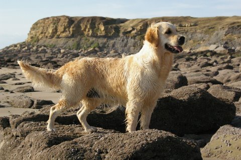 Cheyenne Des vives