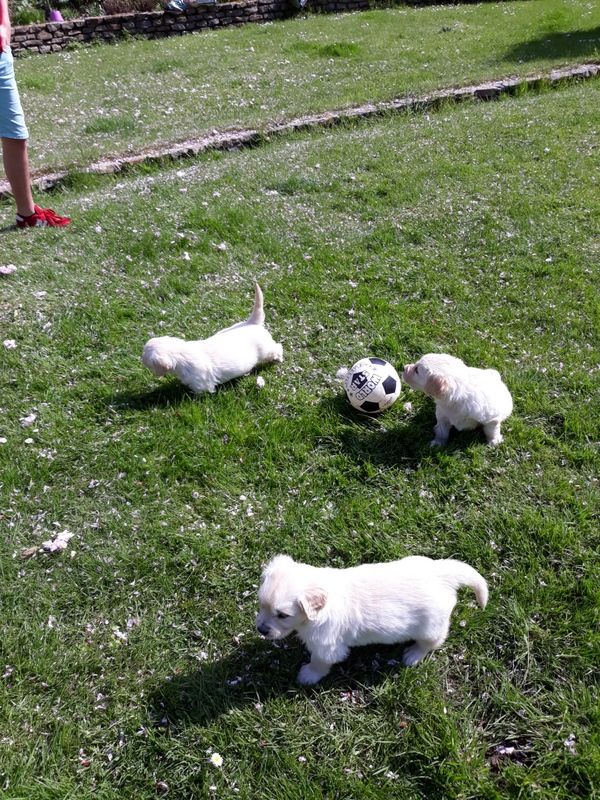 Des vives - Chiots disponibles - Golden Retriever