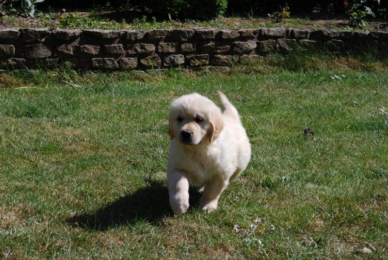 Des vives - Chiots disponibles - Golden Retriever