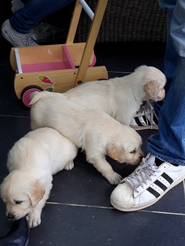 Des vives - Chiots disponibles - Golden Retriever